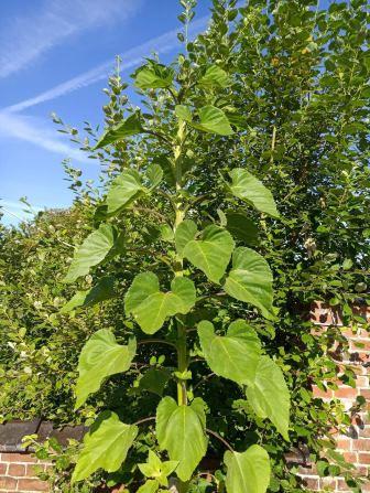 tournesol