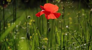 coquelicot