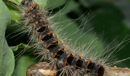 chenille processionnaire