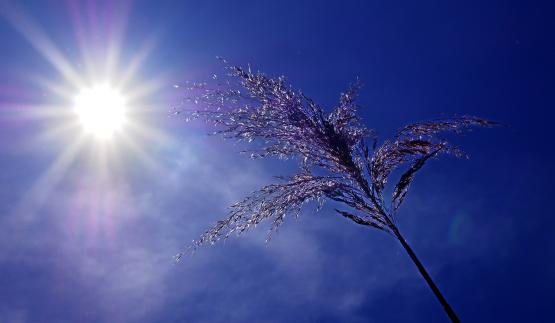 canicule