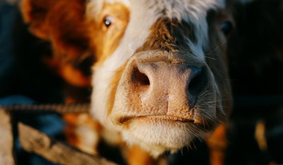 vache
