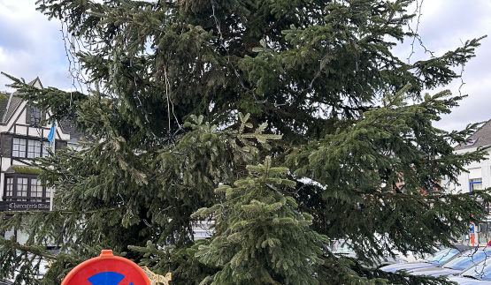 sapin