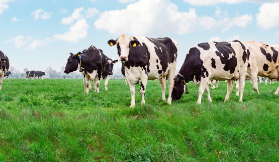vache